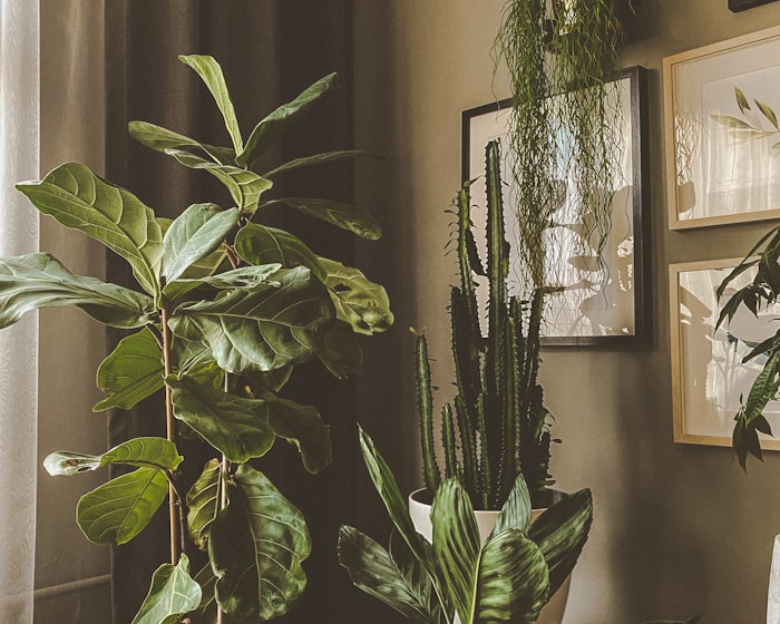Detalle de plantas junto a un cuadro